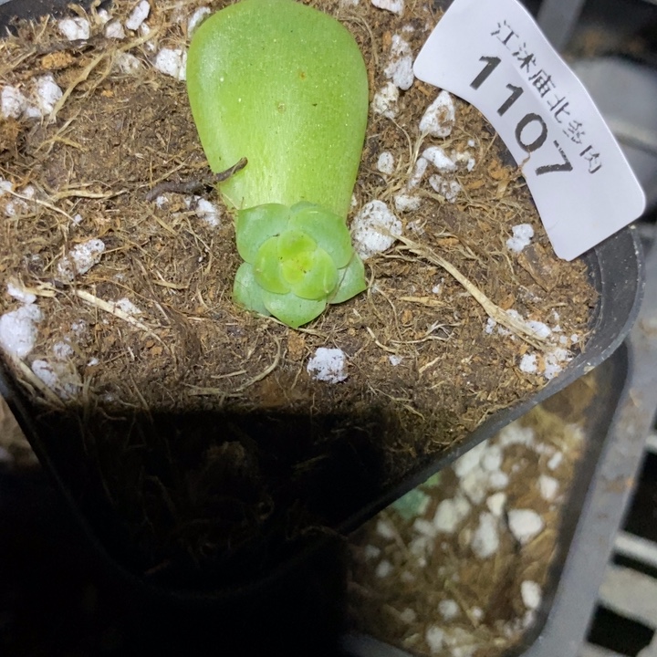 标签1107珍妮一个多肉