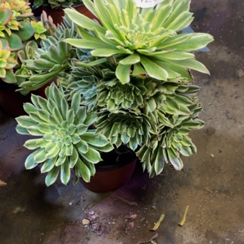 碧浪多肉植物4259