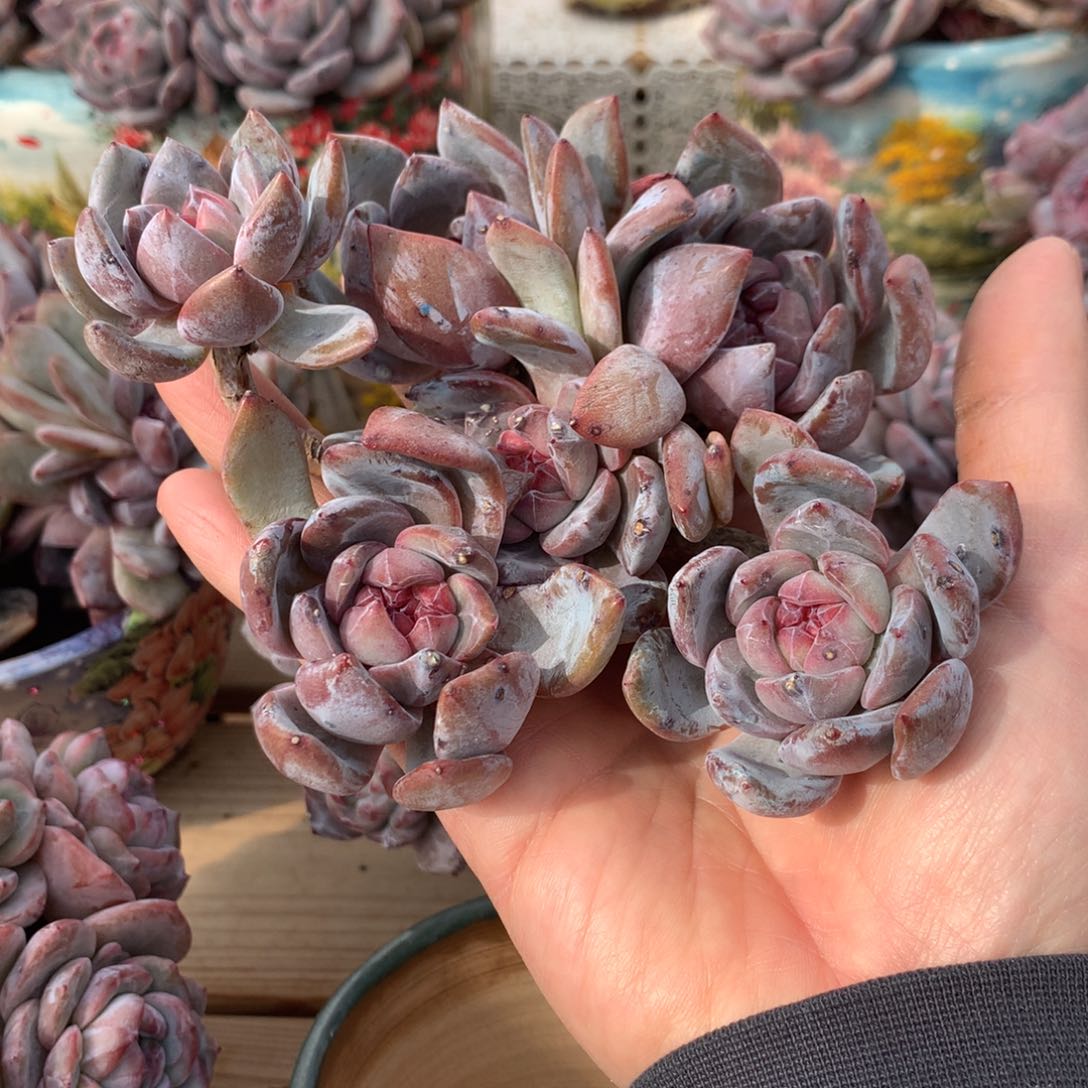 一*一一突尼斯发货多肉