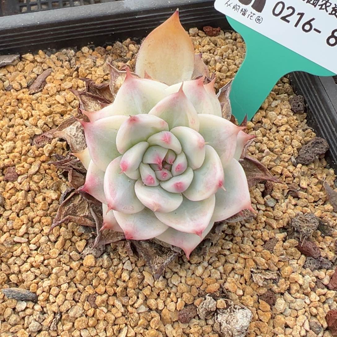 多***多多肉一物一拍0216-84