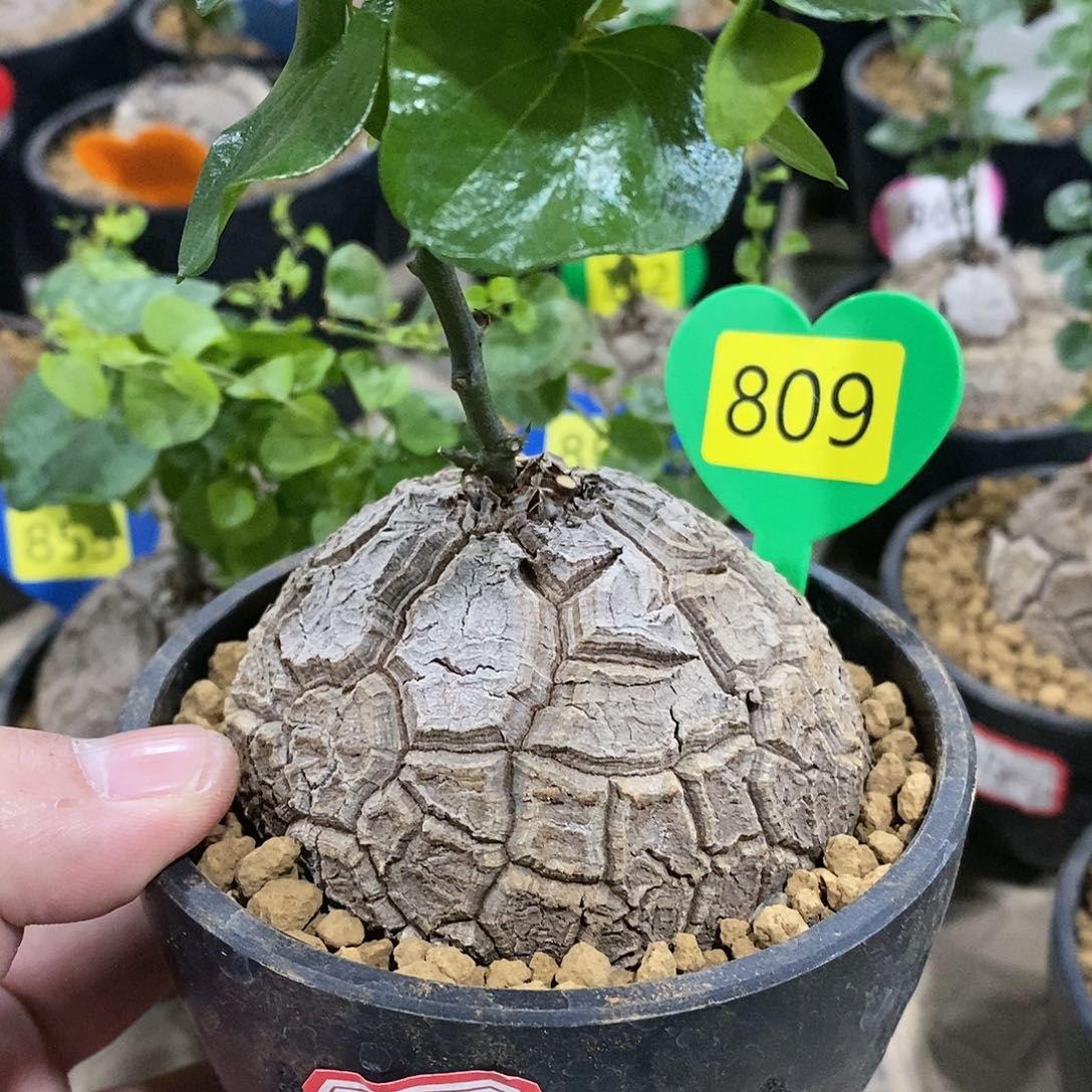 南非龟甲龙龟甲龙