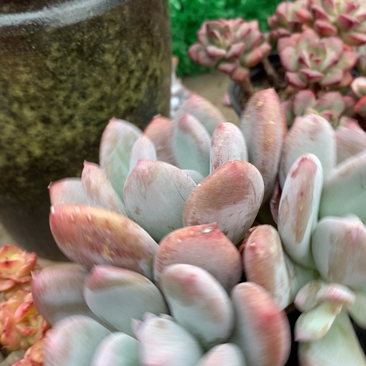 灰姑凉整小老桩多肉