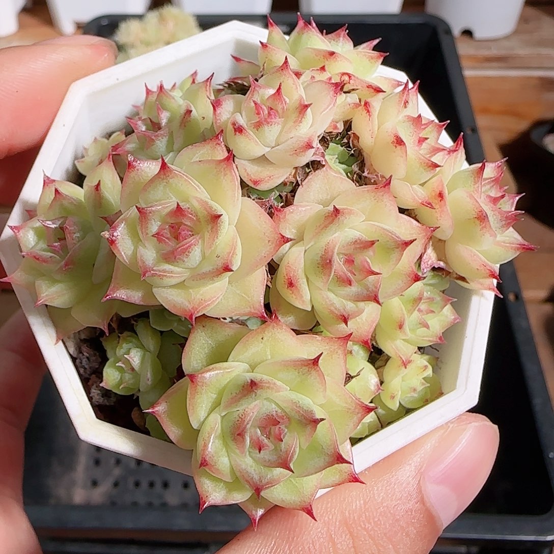 1108----610麦秆群