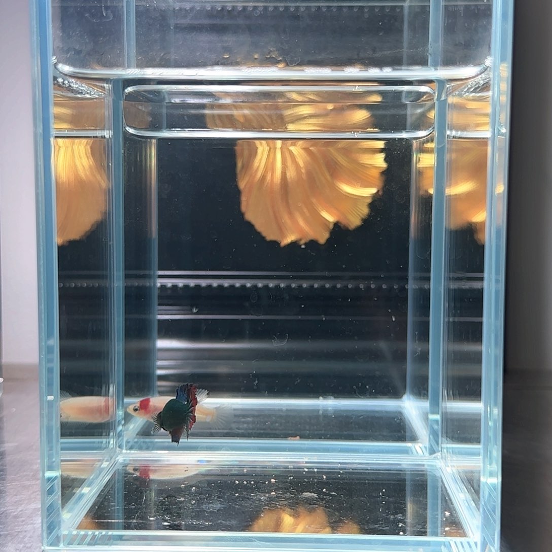 斗鱼活体观赏鱼好养耐活