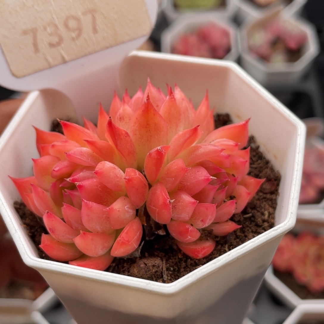 安吉拉7397-5.5厘米