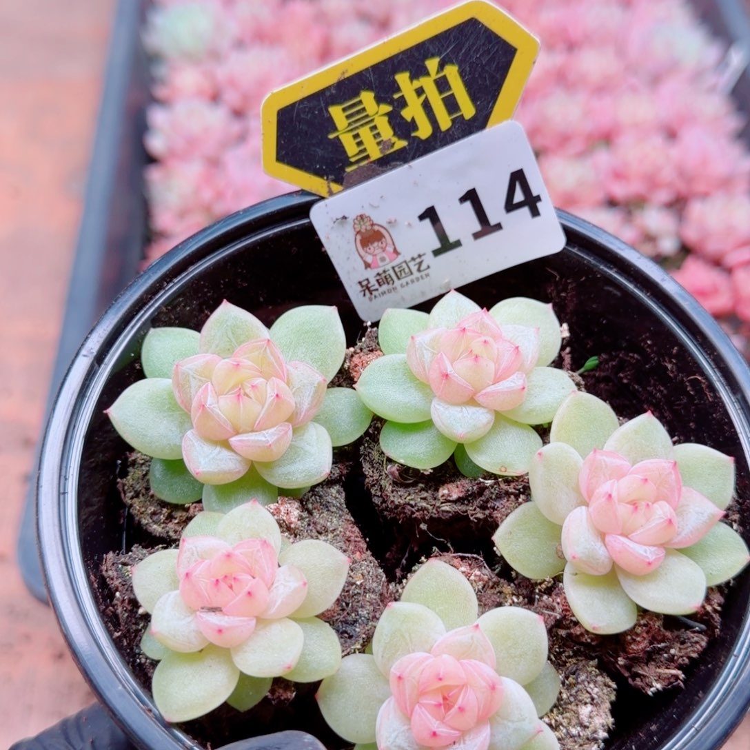 多肉植物多肉植物