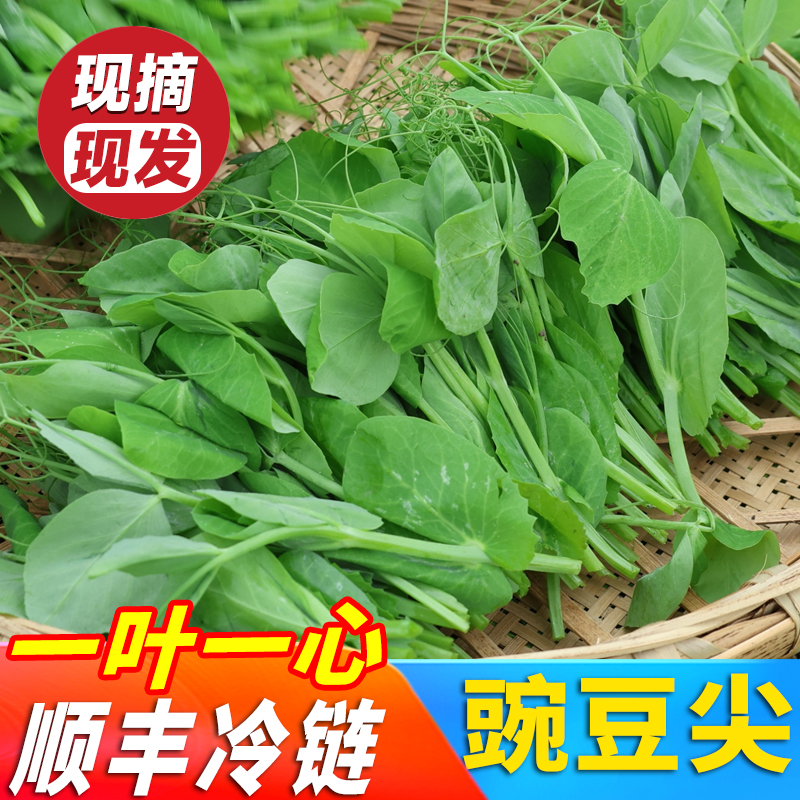 顺丰冷链四川新鲜豌豆尖现摘时令蔬菜叶菜豆苗火锅蔬菜