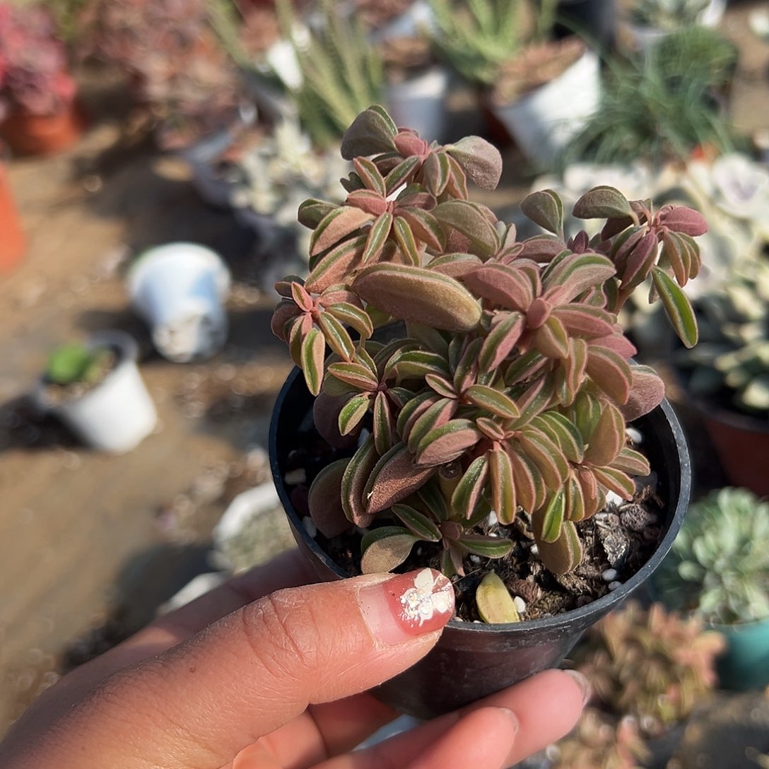 多肉植物多肉植物