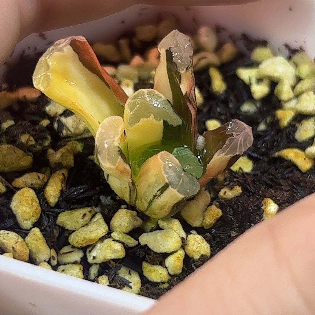 天照杂锦十二卷多肉植物