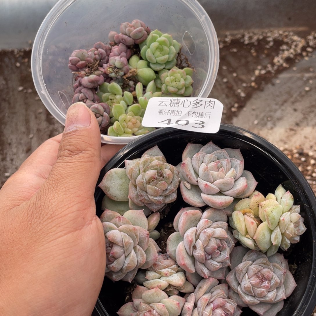 云糖心多肉植物403