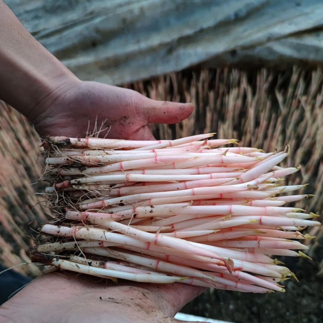 四川特产折耳根嫩芽新鲜现割凉拌蔬菜包邮