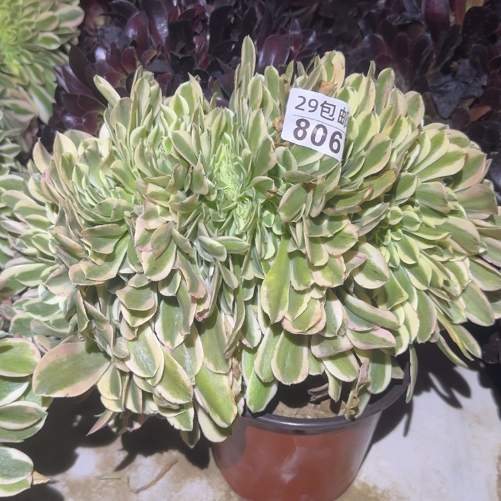 绿豆沙缀……多肉植物的