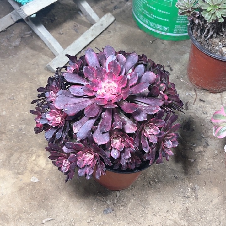 多肉植物法师烟花8