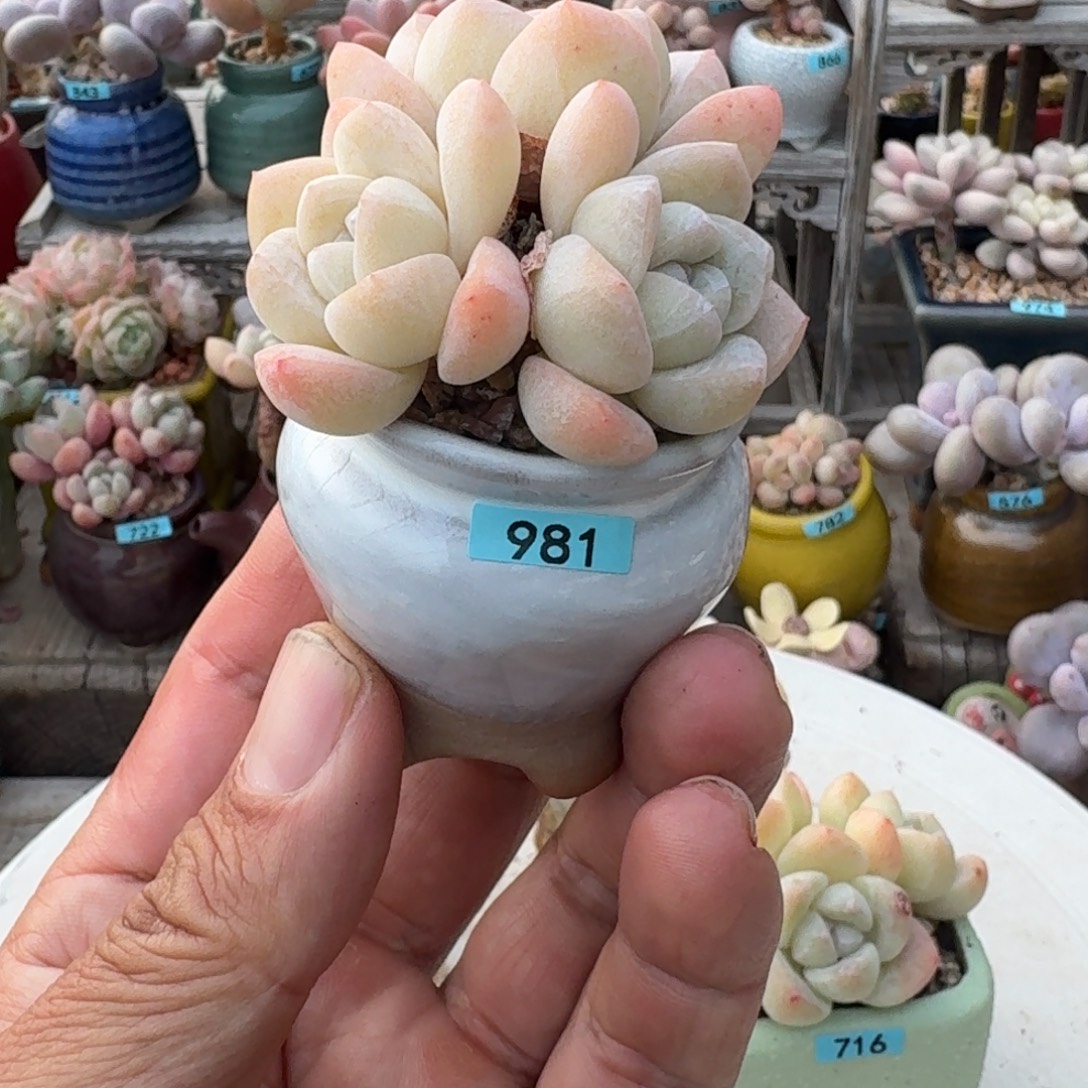 大***闲一物一拍编号981 