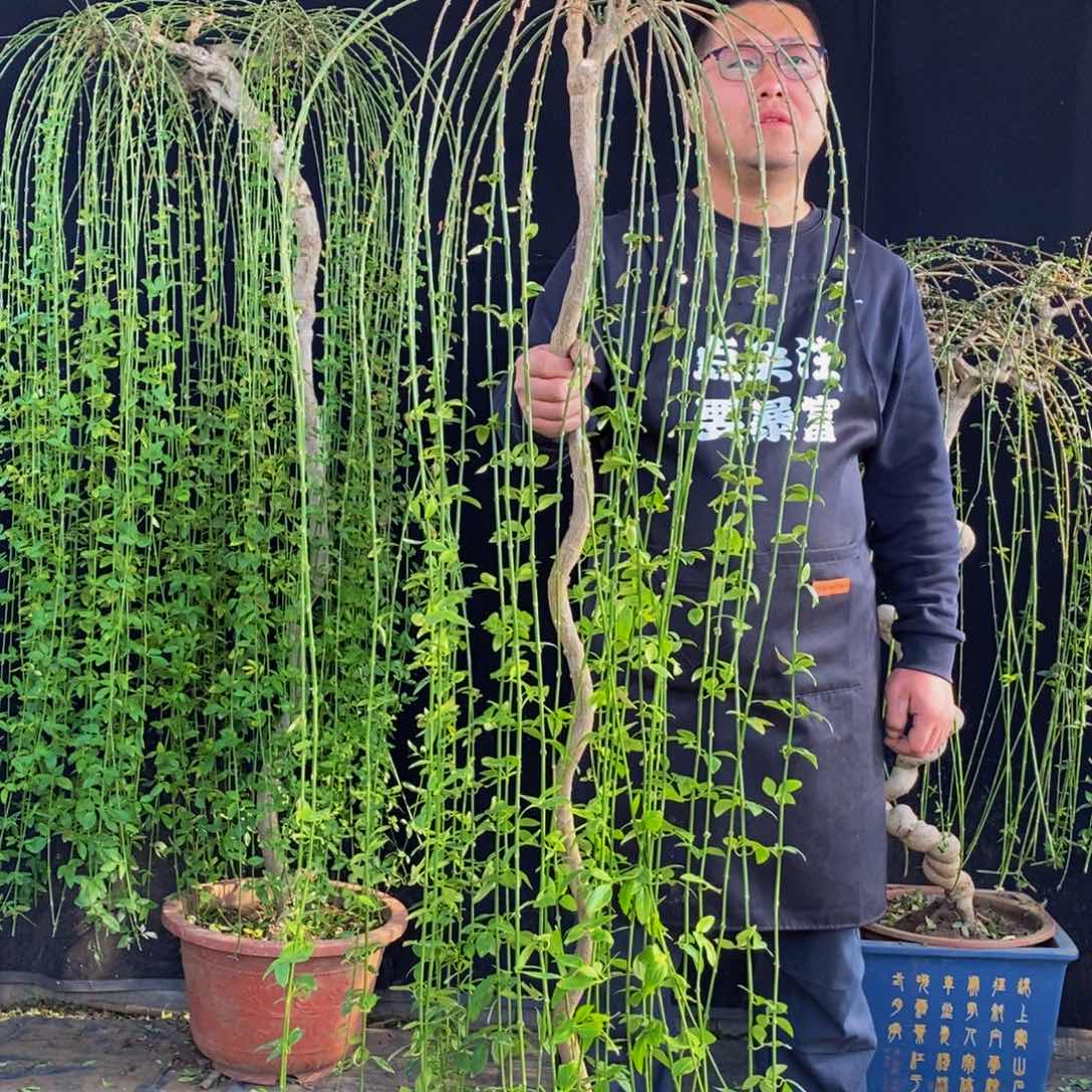 三台迎春花，一物一拍，落叶