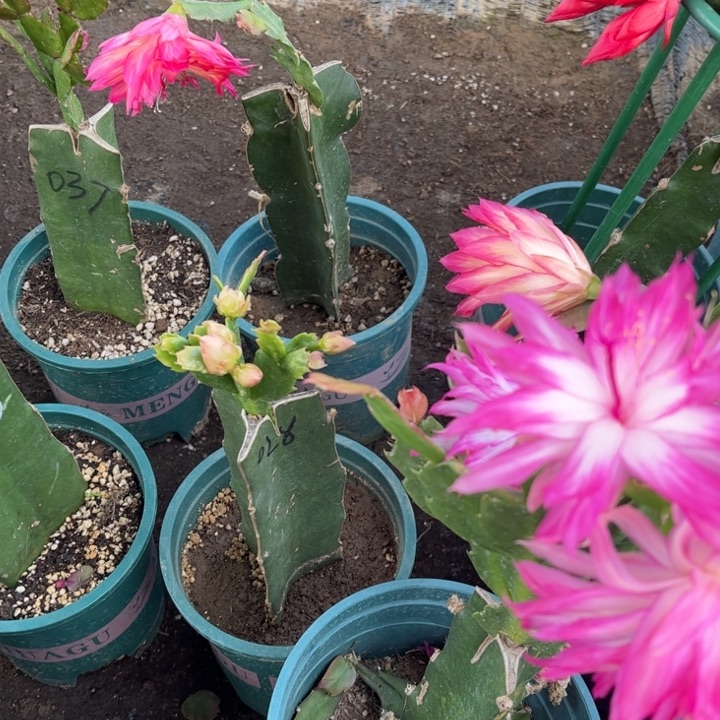 春***)17号047紫色0花朵00