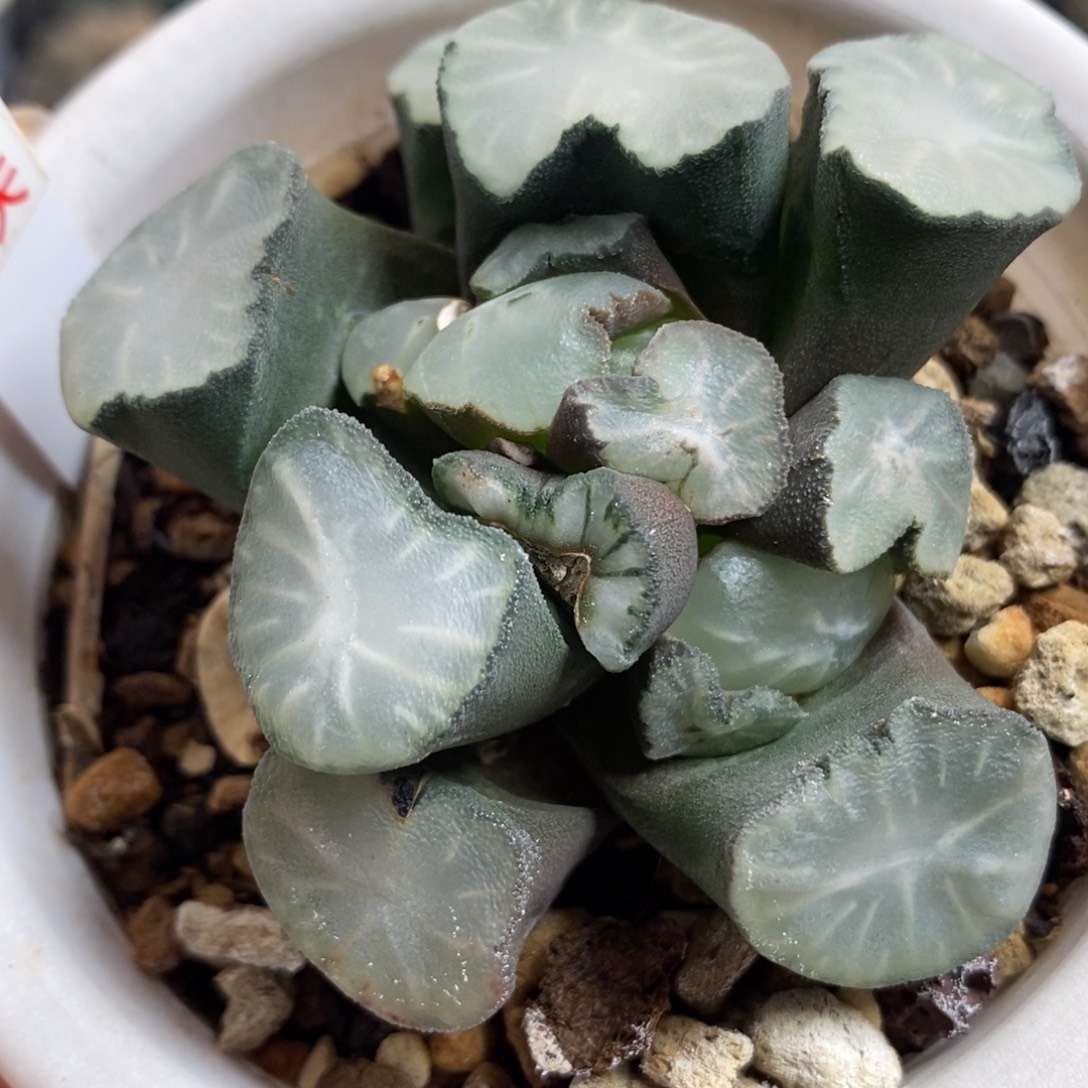 263盐湖城底座一物一拍