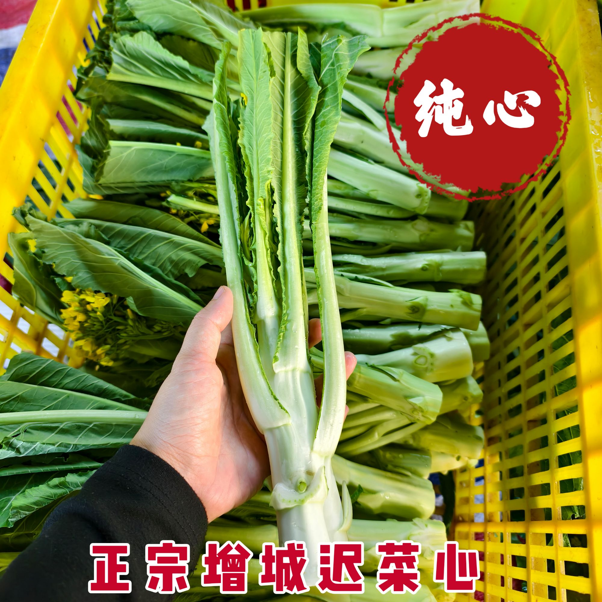 纯心装正宗增城迟菜心新鲜蔬菜高脚甜菜心3-5斤装礼盒装顺丰