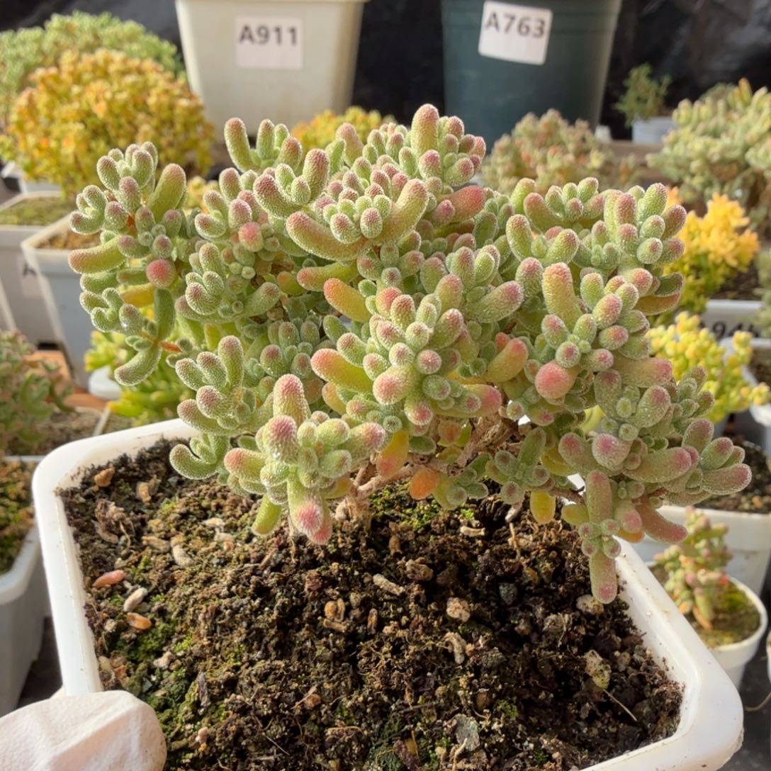 ****困A935红冰晶枝干一物一拍