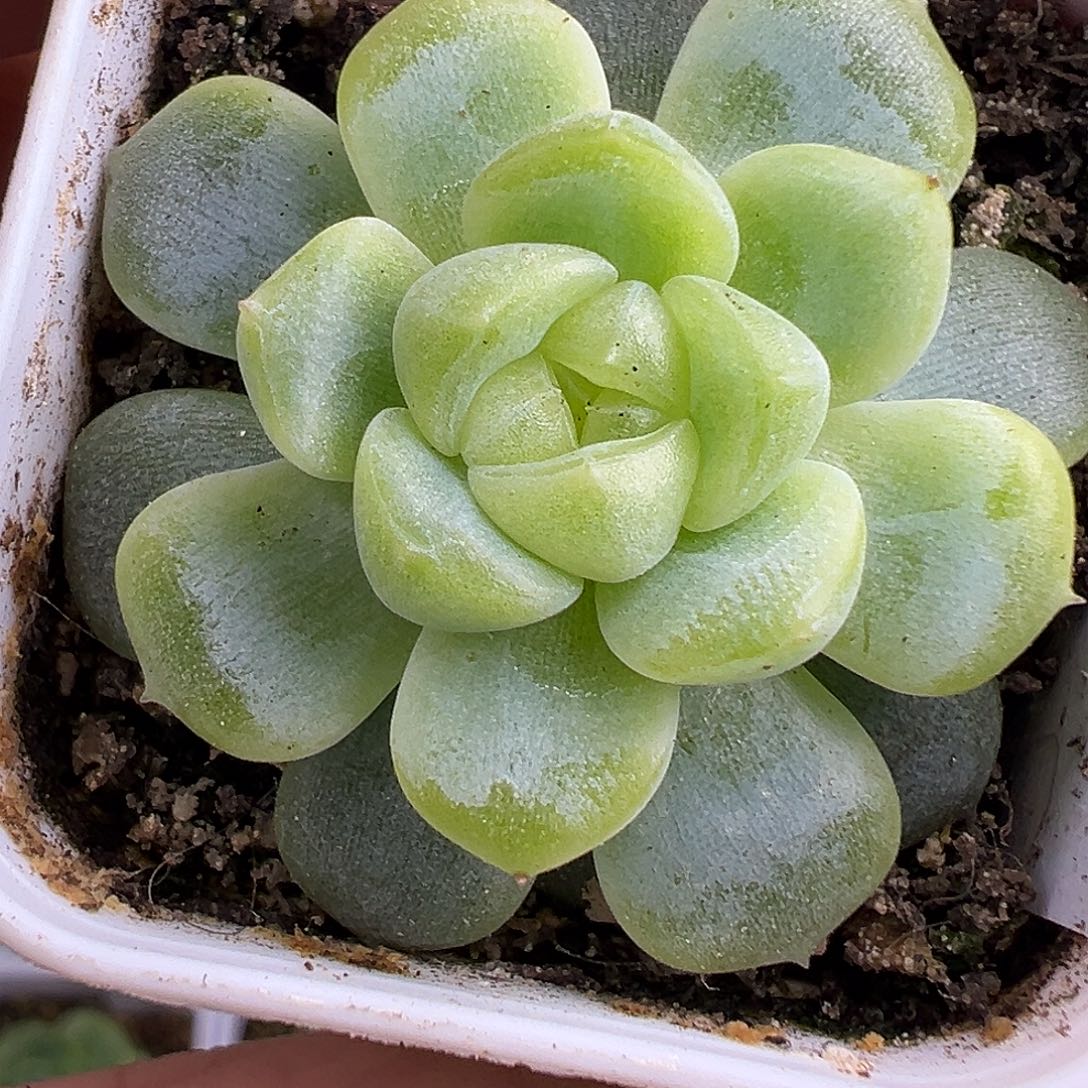童话甜心P88。     