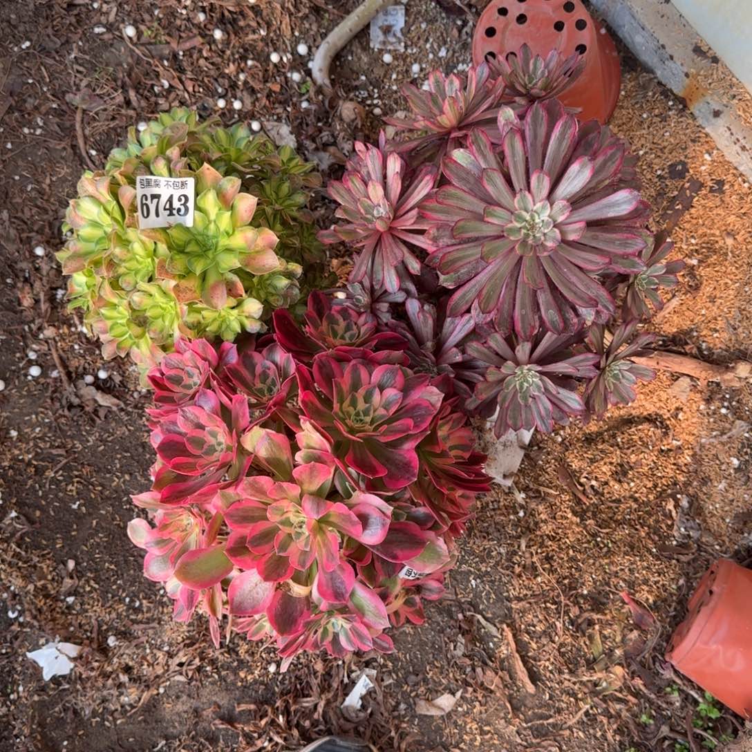 法师3颗6743 19-17