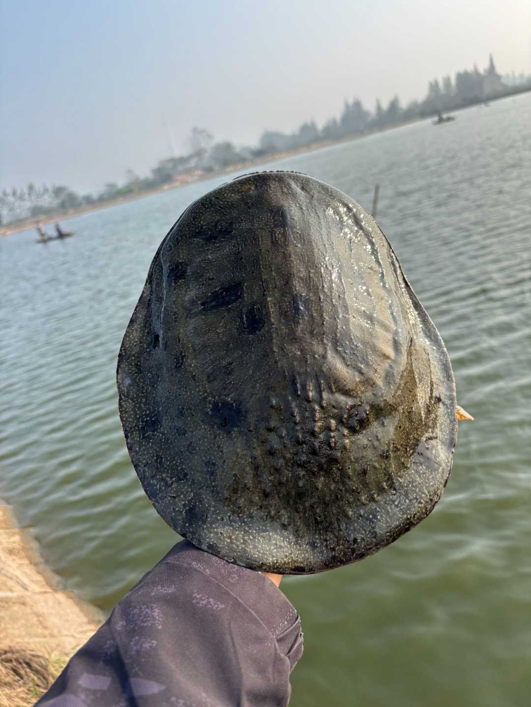 【精品公鱼】洞庭湖畔大湖面外塘生态散养年份甲鱼，包邮包活