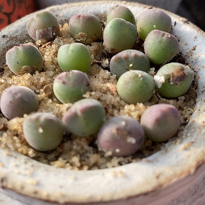 3014福利空蝉一颗。   