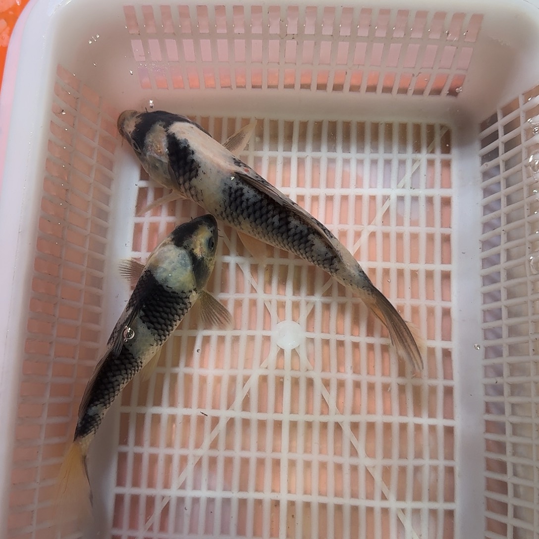 海水鱼锦鲤观赏鱼直播链接