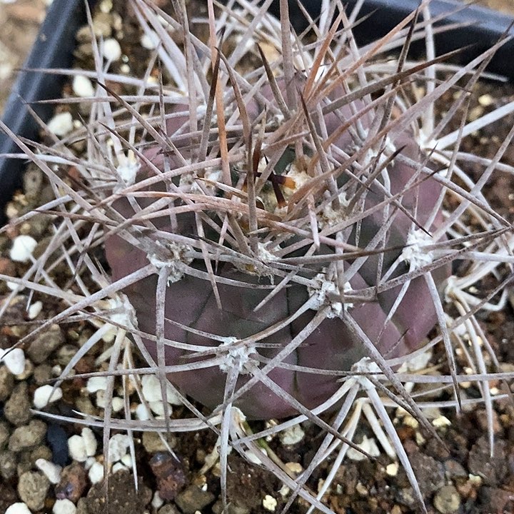 孤品实生狂刺原始光琳玉78号7cm