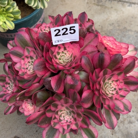 225荔枝23厘米左右