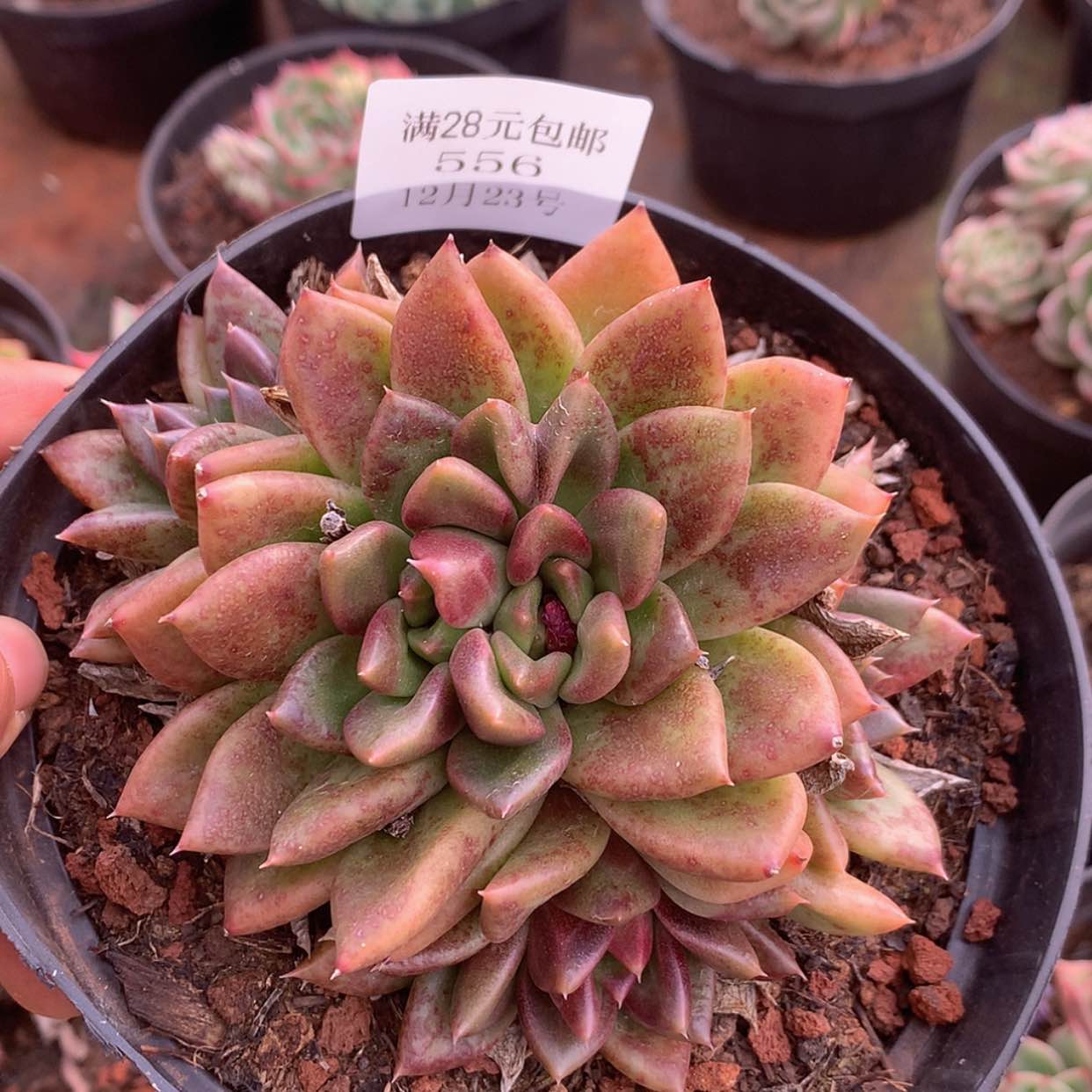 【闪购商品】云556号黑美人群