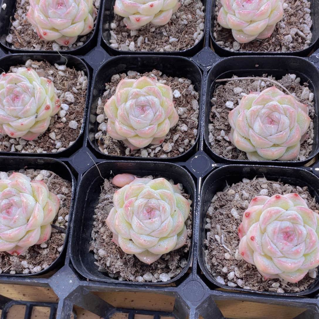 129号 月白珍妮单头一个