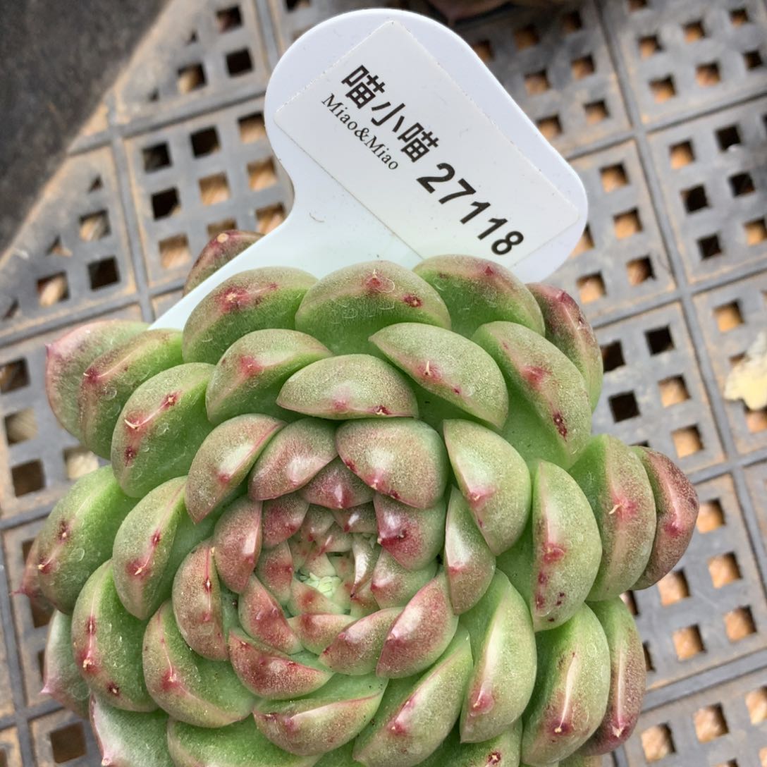 李*?多肉植物麦秆珍妮