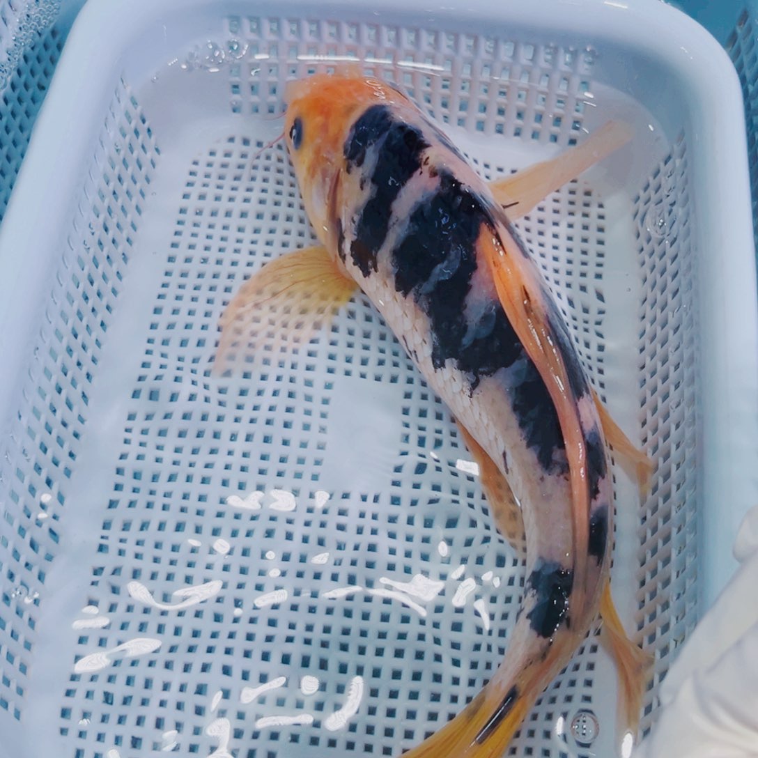 锦鲤锦鲤冷水鱼观赏125