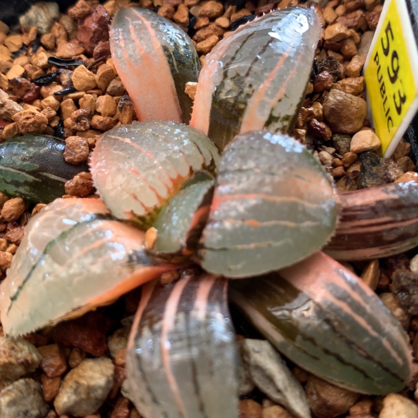 【闪购商品】593亲指姬