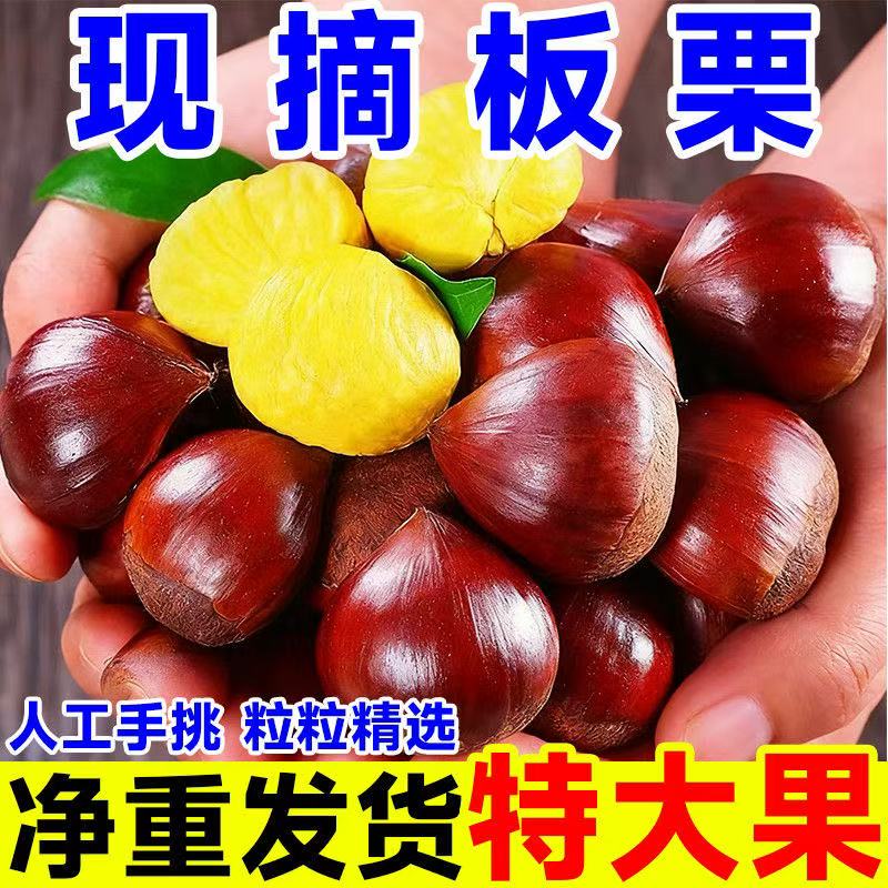 【5斤净重果王】2025新鲜丹东板栗生栗子甜糯非油栗蔬菜批发难剥皮