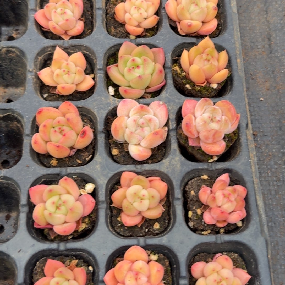 冰玉东云杂交混合带颜色二十颗量拍26-39中门左五