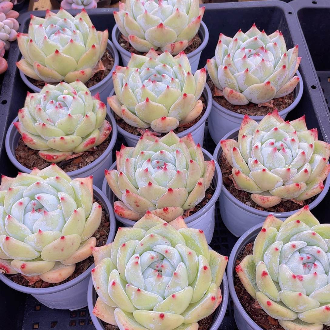 323号 白拉糖单头一个