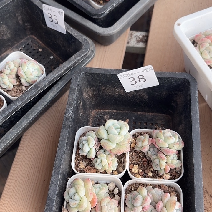 38 号多肉到手1框一物一拍