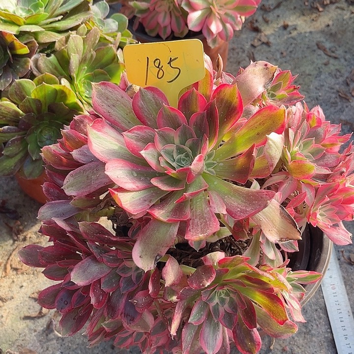 185一颗男神法师多肉