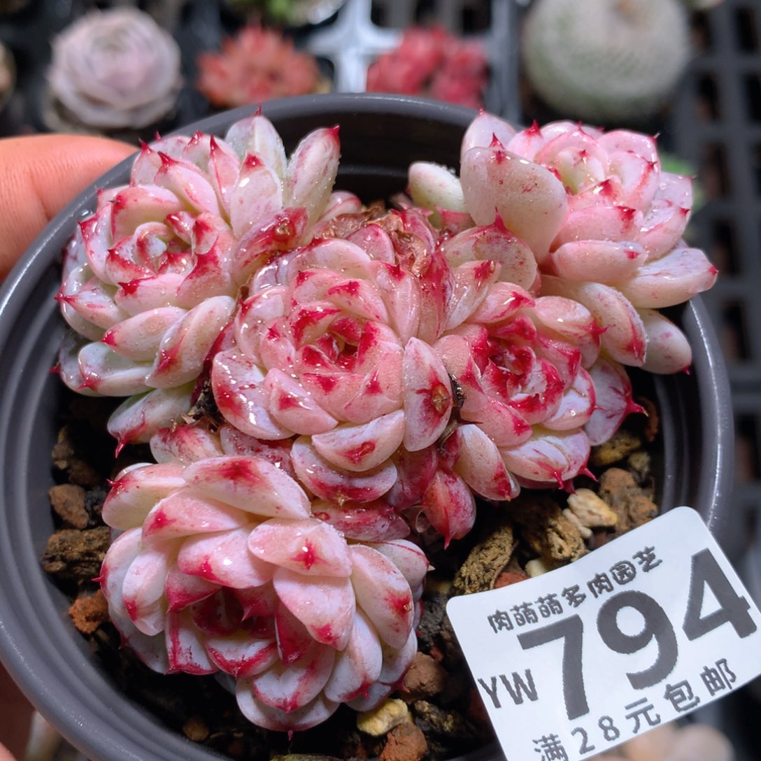 5CM拇指盆精控多肉YW794