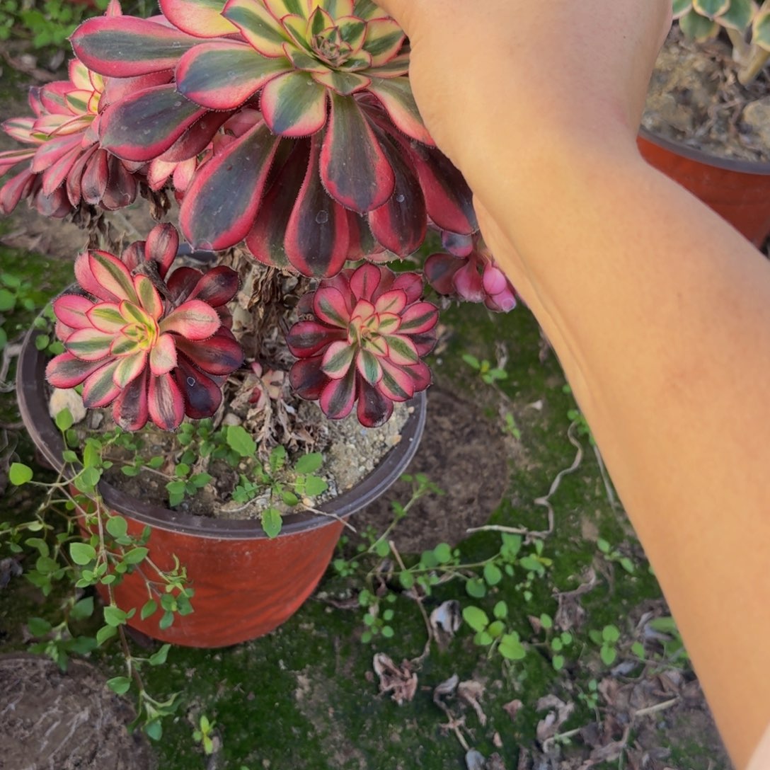 471多肉植物捧花的时候，