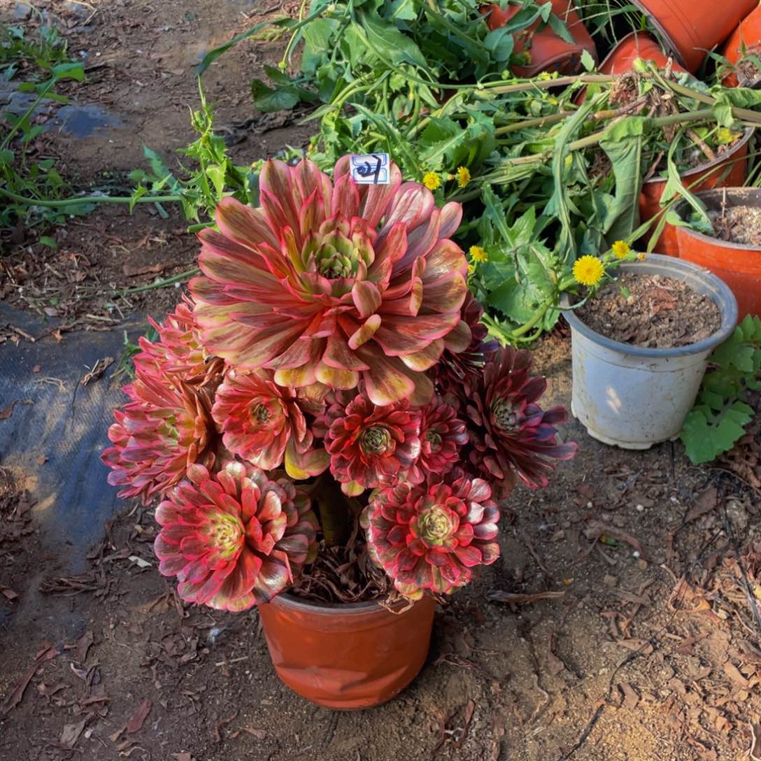 027鲜花老桩粉体白月光