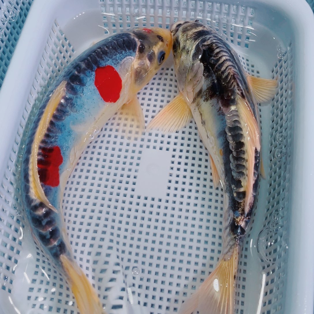 锦鲤锦鲤冷水鱼观赏606