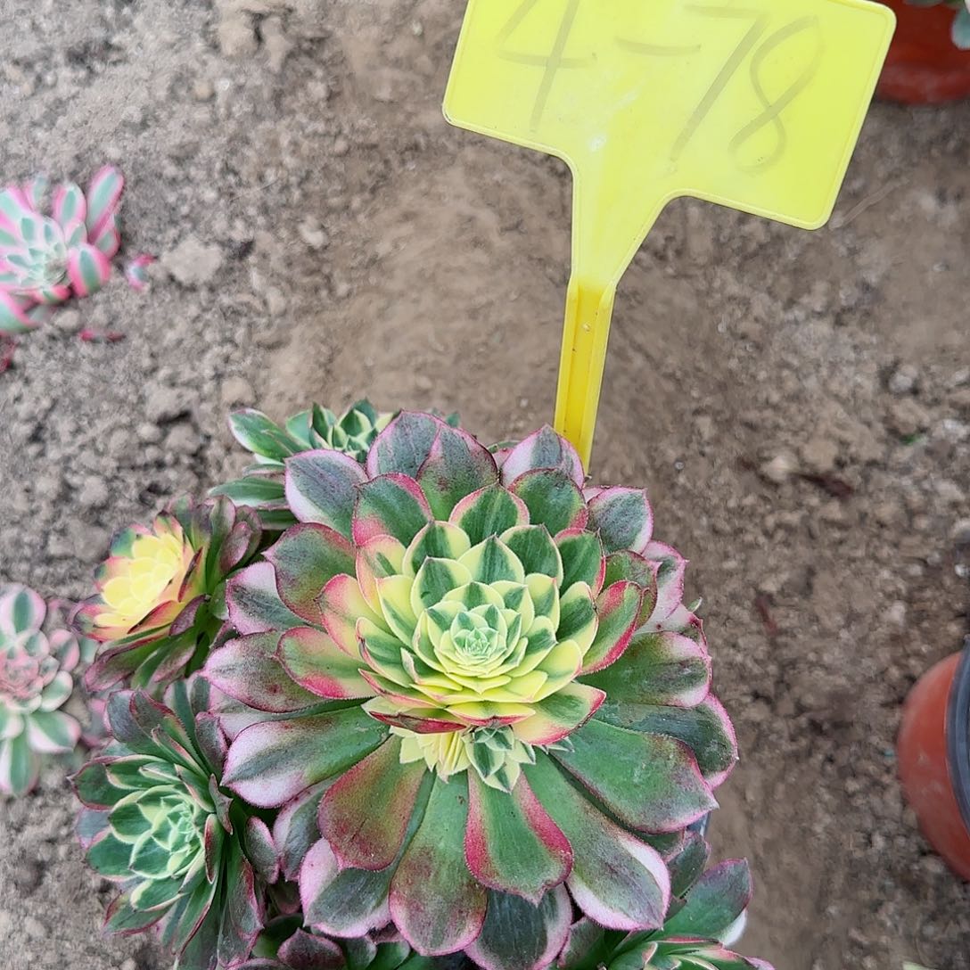 4-78---多头多肉植物