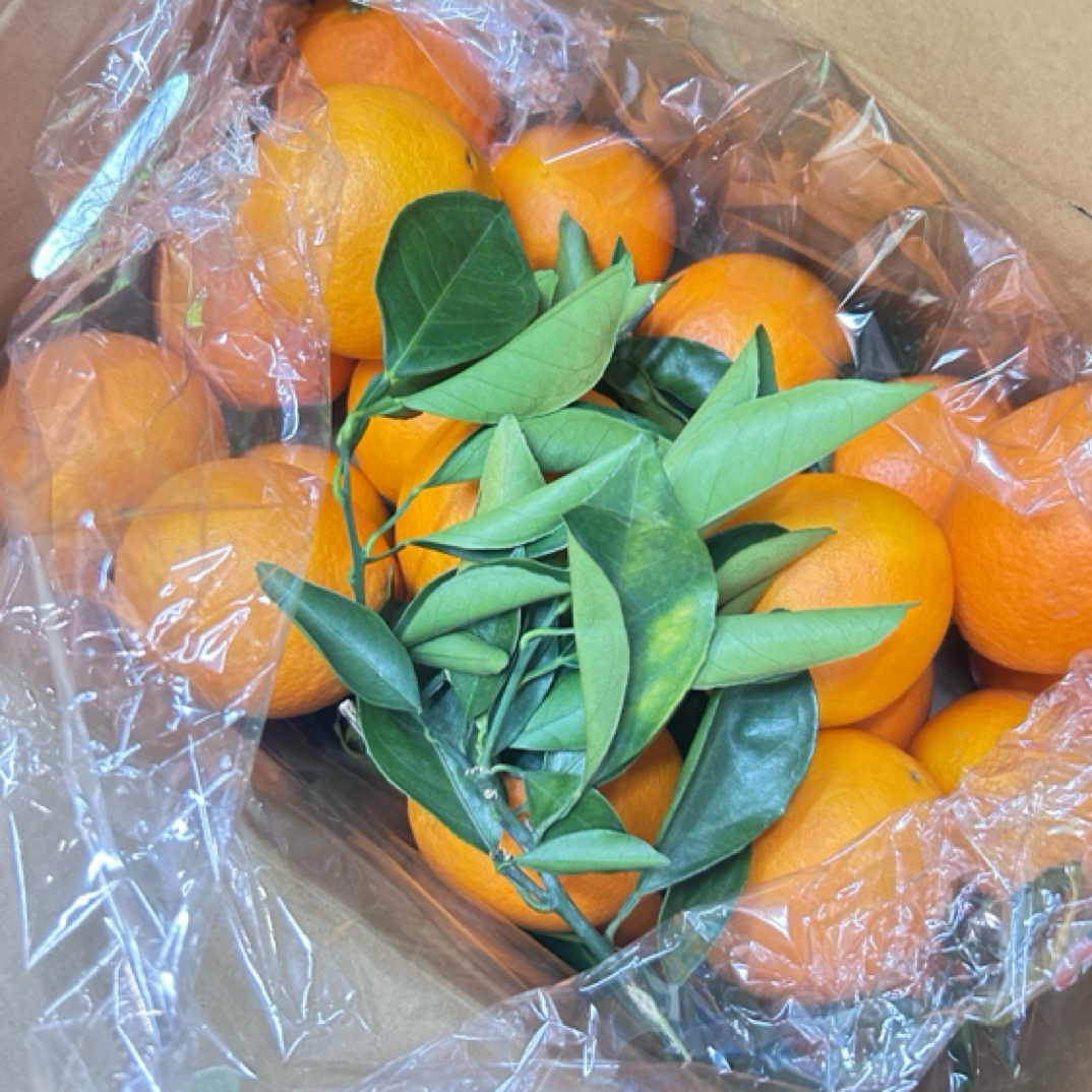 正宗赣南脐橙口感纯甜细腻化渣十斤重一箱江西新鲜现摘应季水果皮薄肉厚多汁香甜