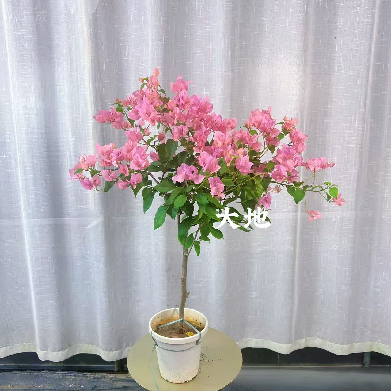 【橙粉公主】三角梅原生高杆棒棒糖型盆花