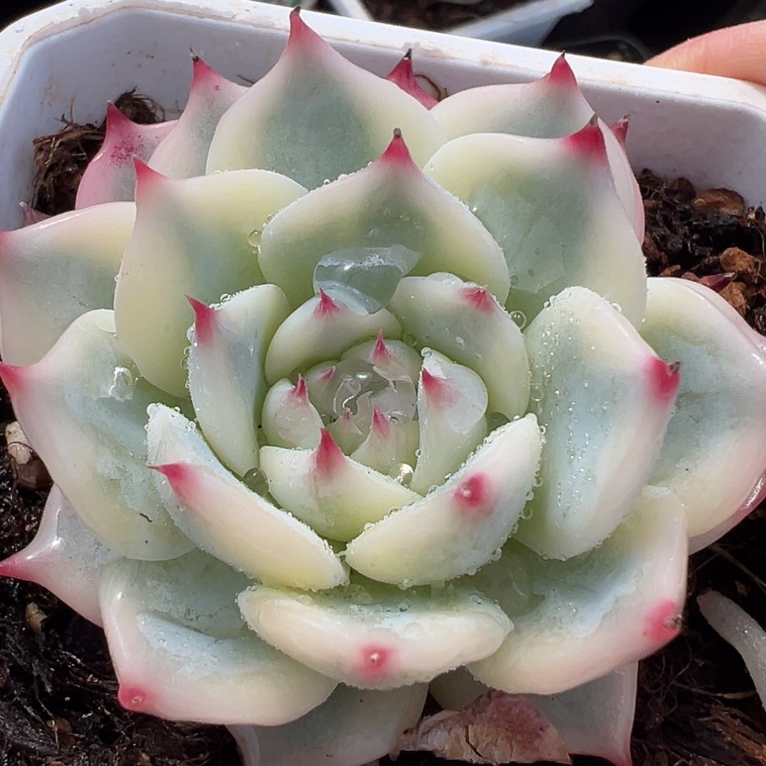 吉娃娃锦，多肉植物