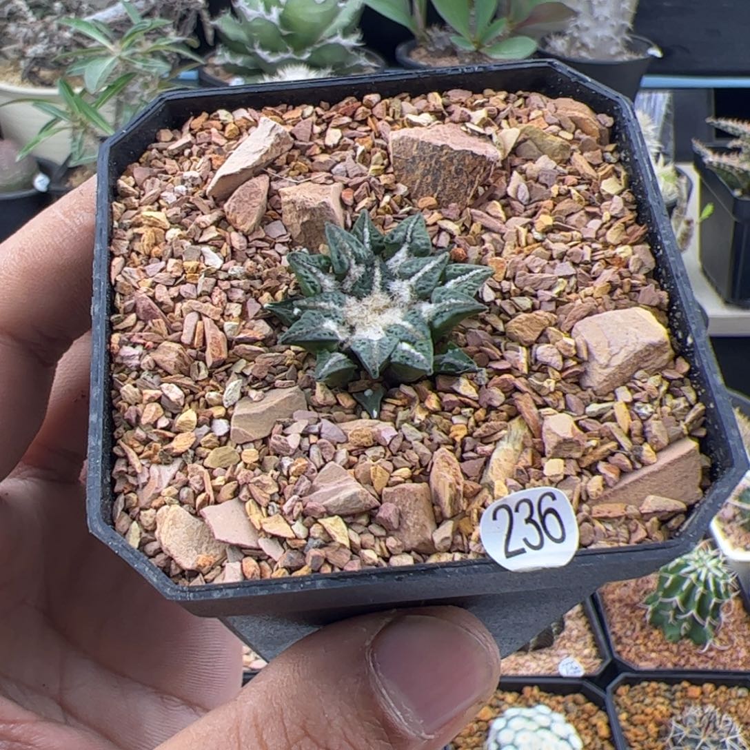 黑牡丹实生一物一拍236