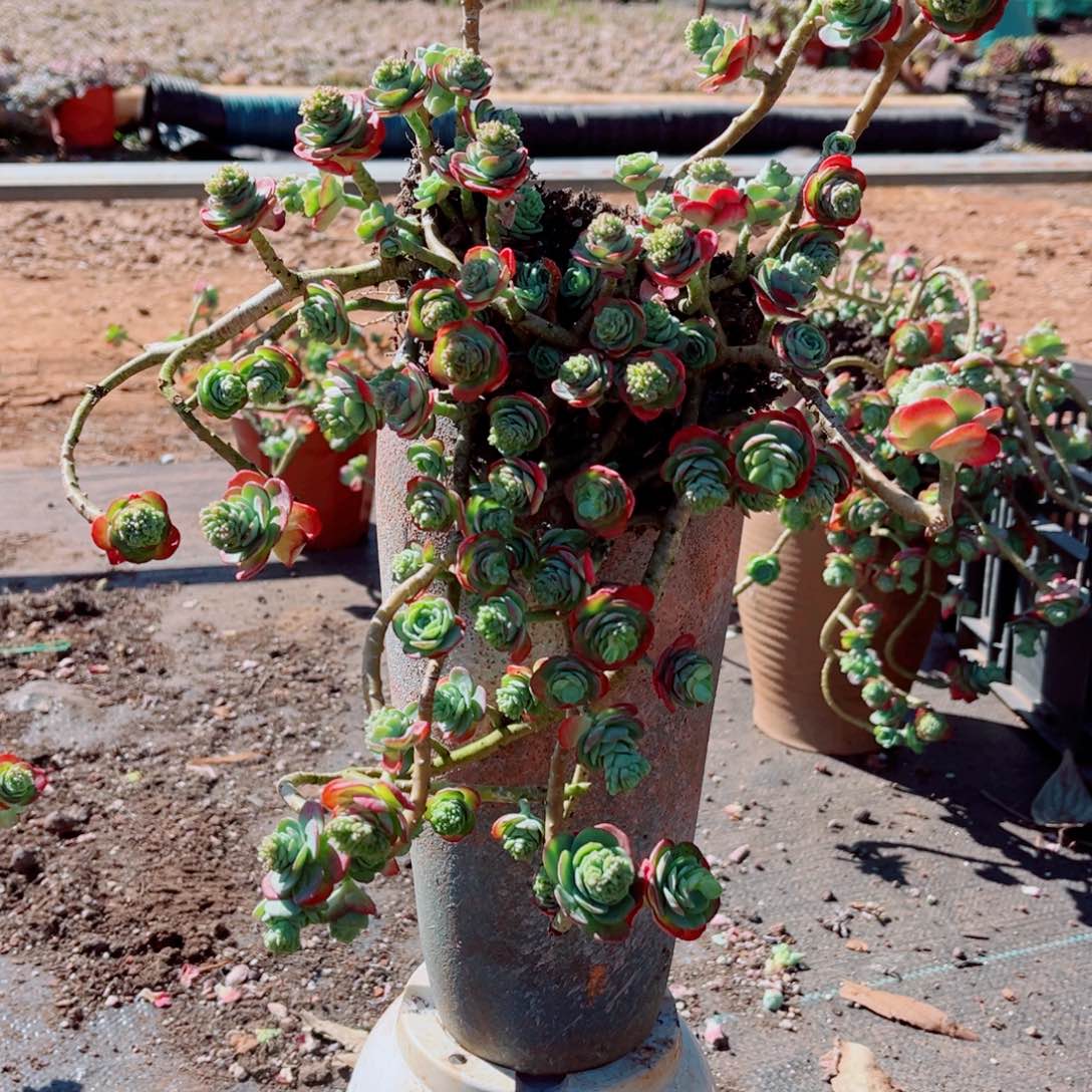 薄化妆一颗大群的